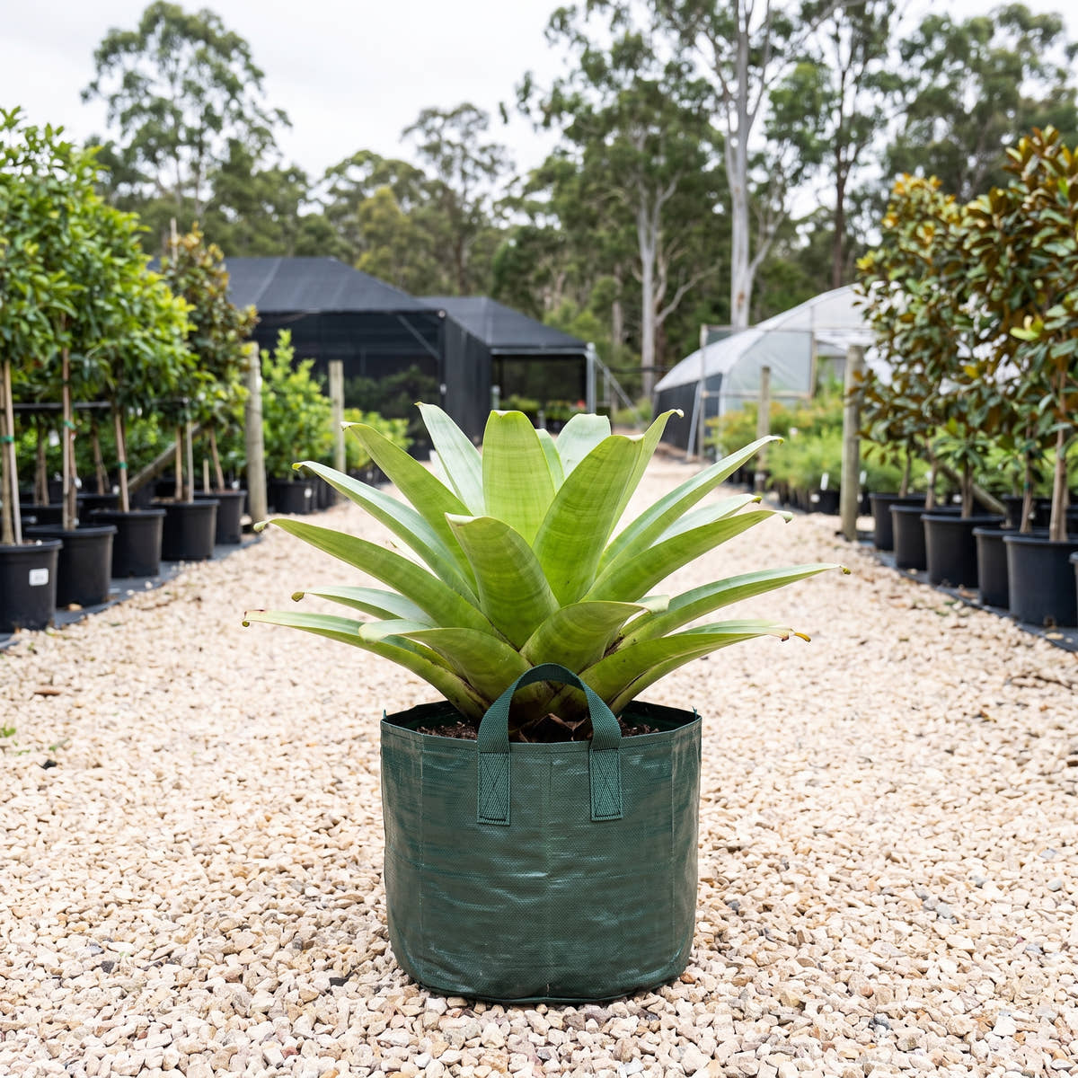 Giant Bromeliad - Alcantarea extensa