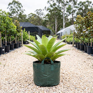 Giant Bromeliad - Alcantarea extensa