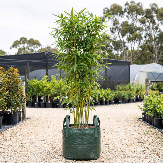 Goldstripe Bamboo - Bambusa multiplex ‘Goldstripe’