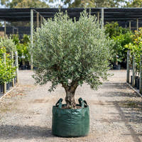 Garden Harvest Olive - Olea europaea ‘Garden Harvest’