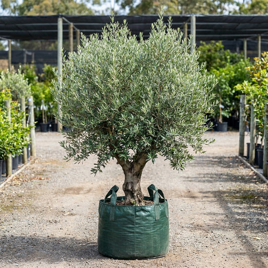 Garden Harvest Olive - Olea europaea ‘Garden Harvest’