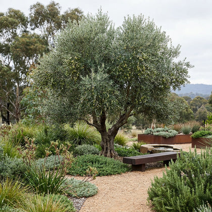 Garden Harvest Olive - Olea europaea ‘Garden Harvest’