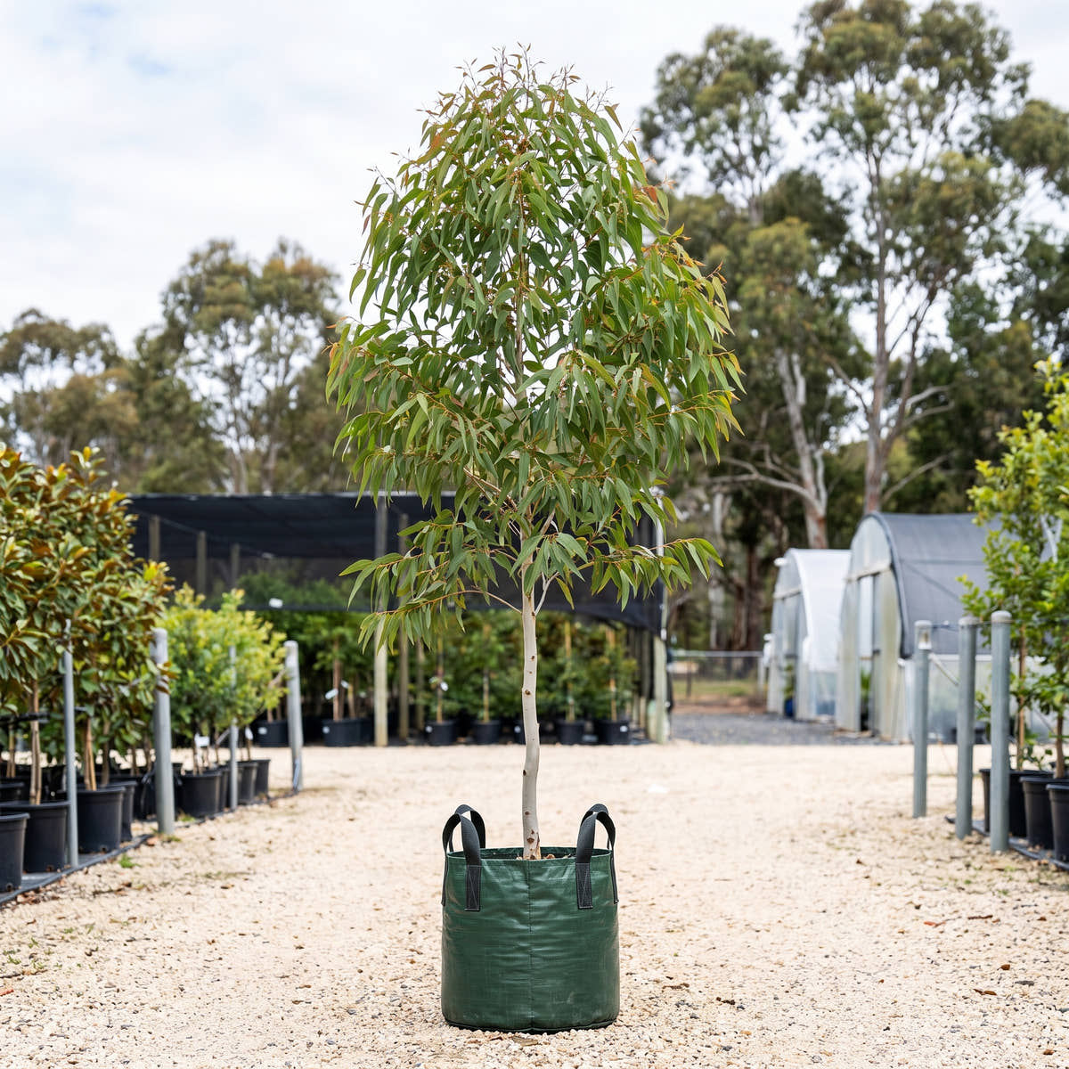Lowanna Spotted Gum - Corymbia maculata ‘Lowanna’