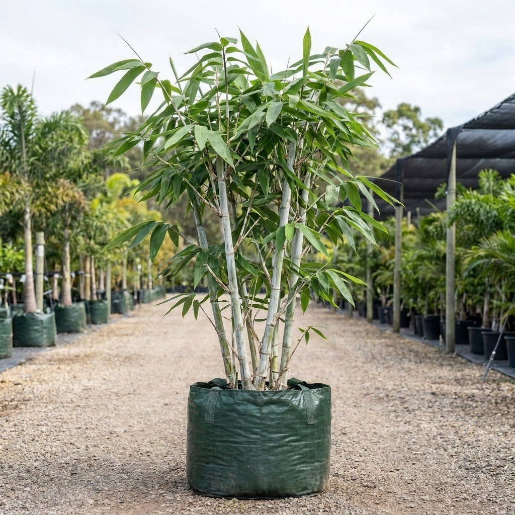 Ghost Bamboo - Dendrocalamus minor