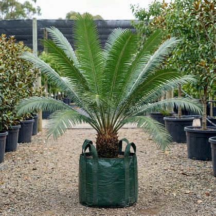 Giant Dioon - Dioon spinulosum