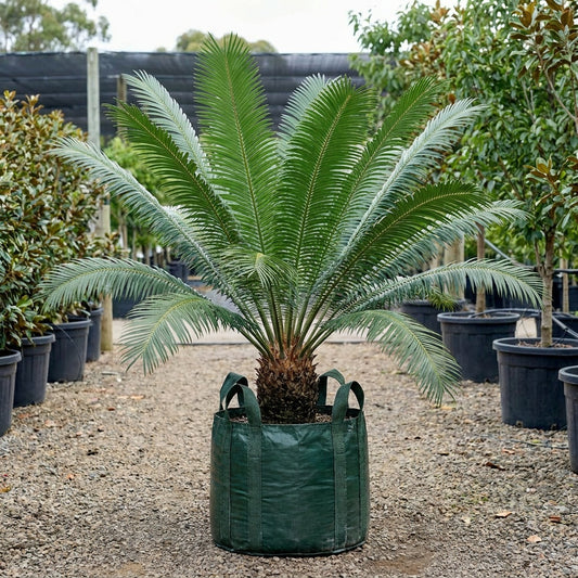 Giant Dioon - Dioon spinulosum