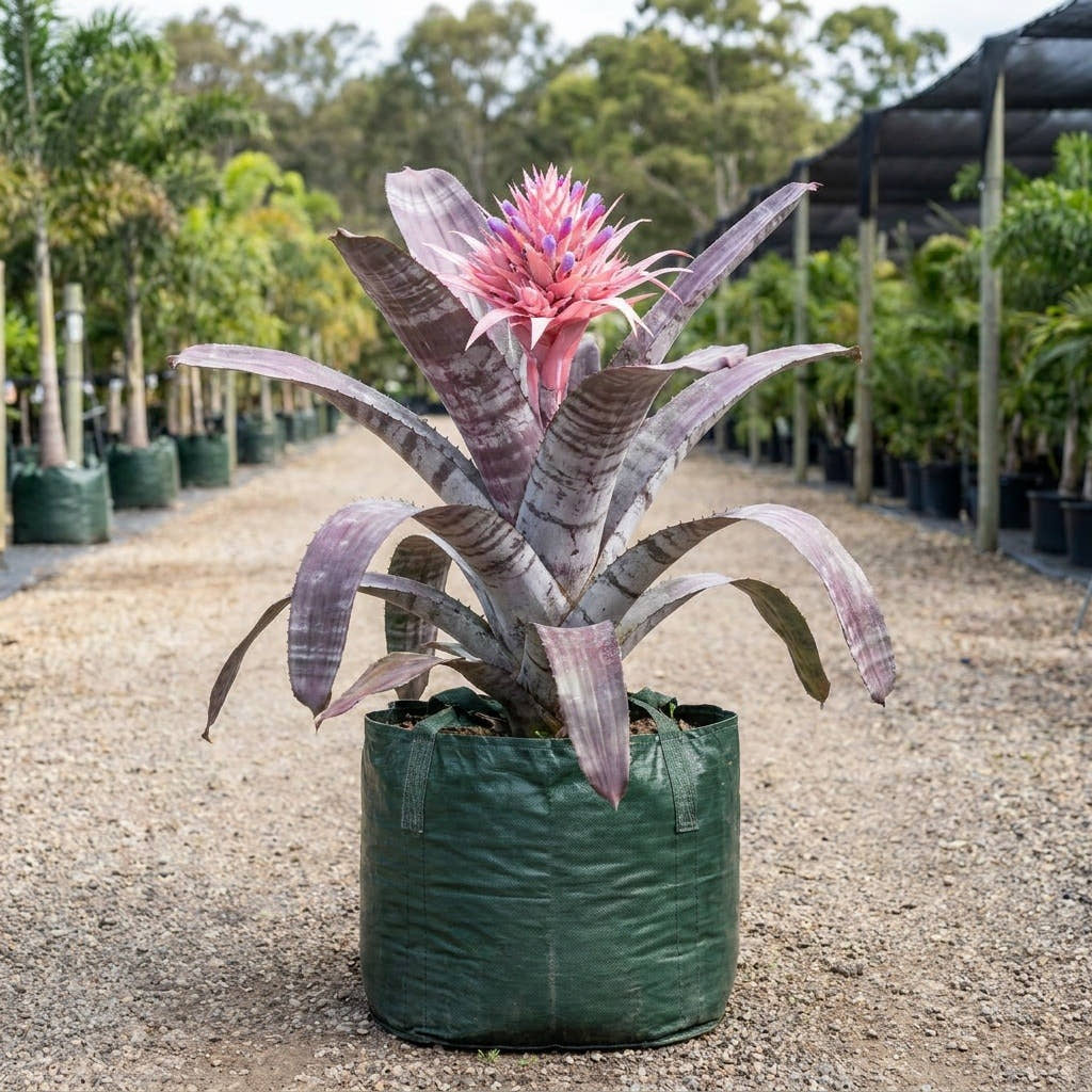 Giant Silver Plum Bromeliad - Alcantarea imperialis ‘Silver Plum’