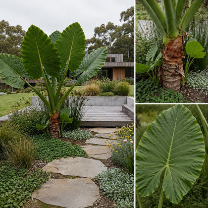 Giant Taro - Alocasia macrorrhizos