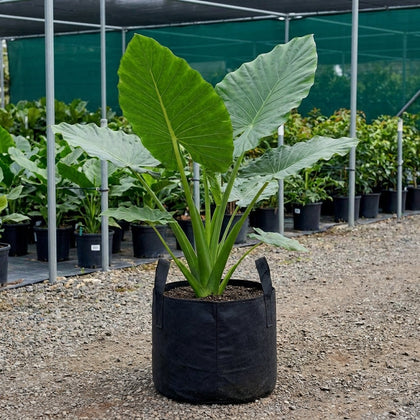Giant Taro - Alocasia macrorrhizos