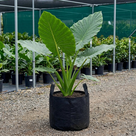 Giant Taro - Alocasia macrorrhizos