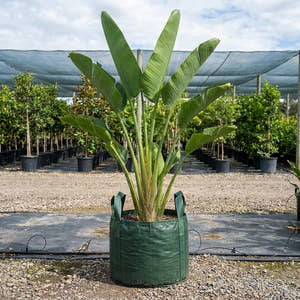 Giant White Bird of Paradise - Strelitzia nicolai