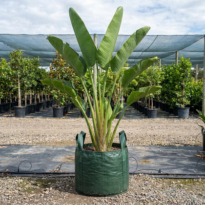 Giant White Bird of Paradise - Strelitzia Nicolai