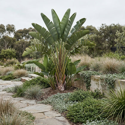 Giant White Bird of Paradise - Strelitzia Nicolai