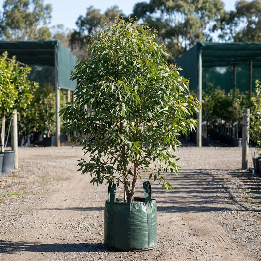 Gippsland Mallee Gum - Eucalyptus kitsoniana