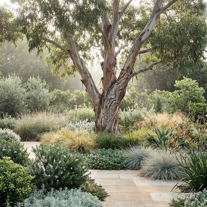 Gippsland Mallee Gum - Eucalyptus kitsoniana