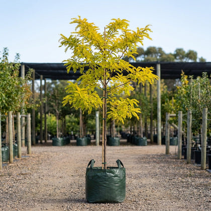 Sunburst Honey Locust - Gleditsia triacanthos var. inermis 'Sunburst'