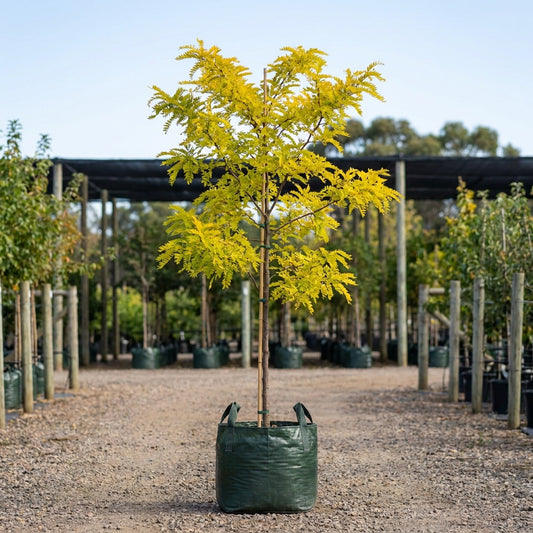 Sunburst Honey Locust - Gleditsia triacanthos var. inermis 'Sunburst'