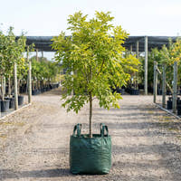 Golden Ash - Fraxinus excelsior ‘Aurea’