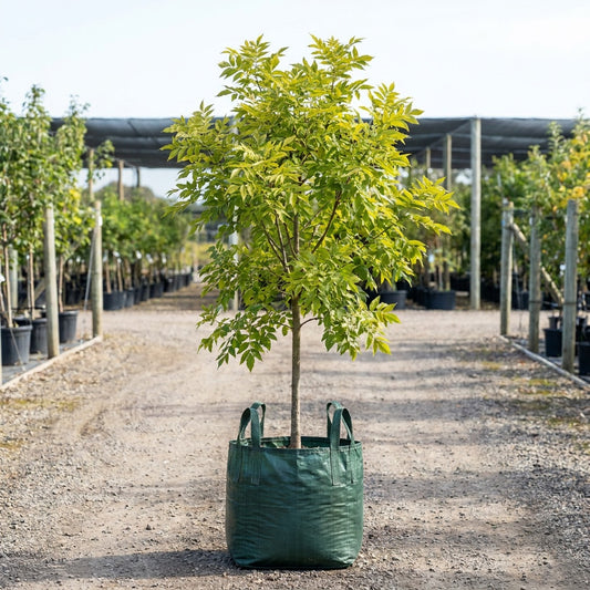 Golden Ash - Fraxinus excelsior ‘Aurea’