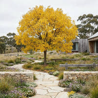 Golden Ash - Fraxinus excelsior ‘Aurea’