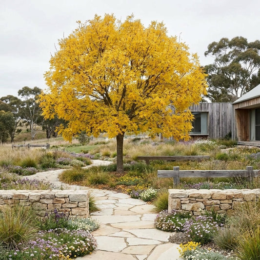 Golden Ash - Fraxinus excelsior ‘Aurea’