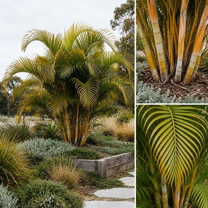 Golden Cane Palm - Dypsis lutescens