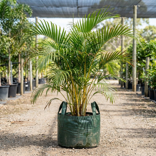 Golden Cane Palm - Dypsis lutescens