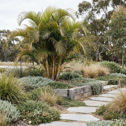 Golden Cane Palm - Dypsis lutescens