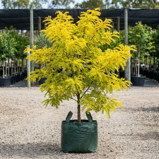 Golden Honey Locust - Gleditsia 'Lime Gold'