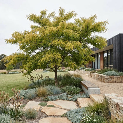Golden Honey Locust - Gleditsia 'Lime Gold'