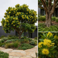 Golden Penda - Xanthostemon chrysanthus