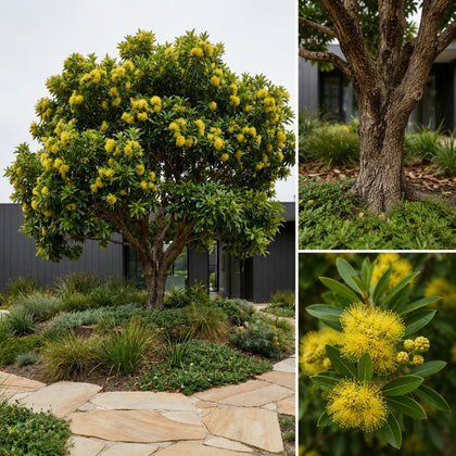 Golden Penda - Xanthostemon chrysanthus