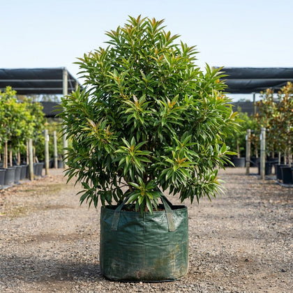 Golden Penda - Xanthostemon chrysanthus