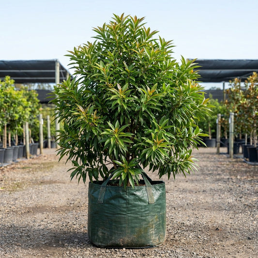 Golden Penda - Xanthostemon chrysanthus