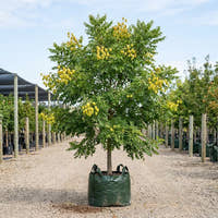 Golden Rain Tree - Koelreuteria paniculata