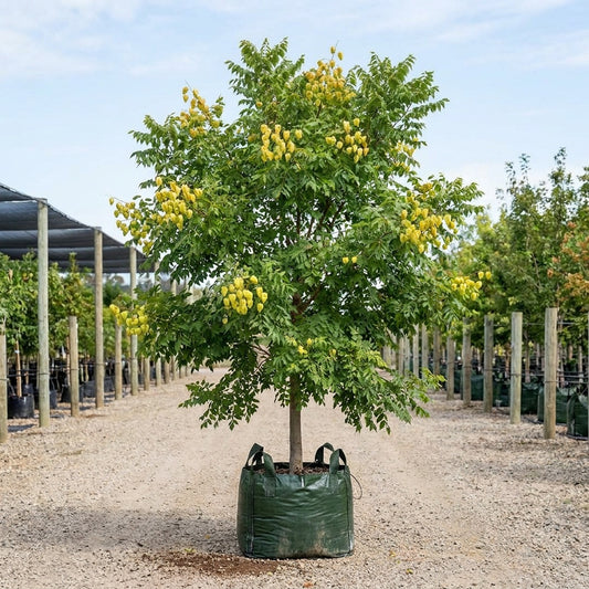 Golden Rain Tree - Koelreuteria paniculata