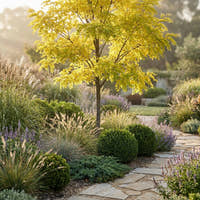 Golden Robinia - Robinia pseudoacacia ‘Frisia’