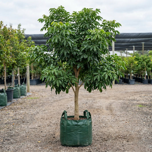 Golden Trumpet Tree - Tabebuia chrysanthus