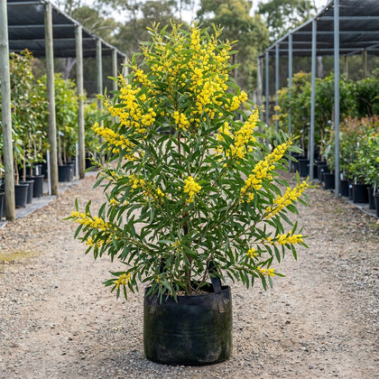 Golden Wattle - Acacia pycnantha