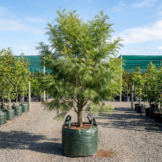 Gossamer Wattle - Acacia floribunda