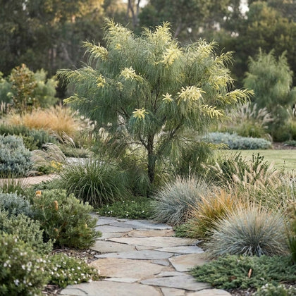 Gossamer Wattle - Acacia floribunda