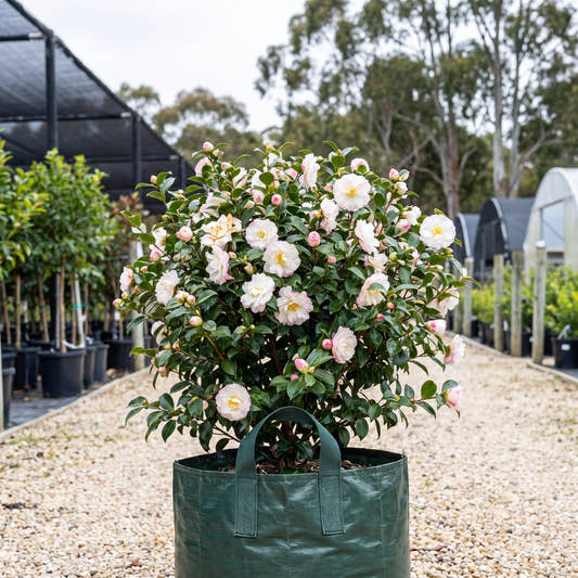 Beatrice Emily Camellia - Camellia sasanqua ‘Beatrice Emily’