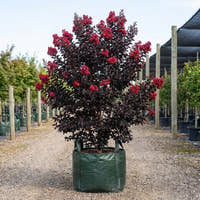 Grande Red Crepe Myrtle - Lagerstroemia ‘Grande Red’
