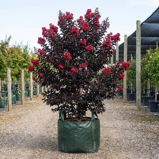 Grande Red Crepe Myrtle - Lagerstroemia ‘Grande Red’