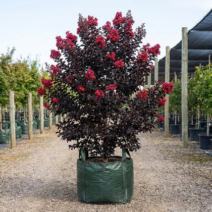 Grande Red Crepe Myrtle - Lagerstroemia spp. 'Grande Red'
