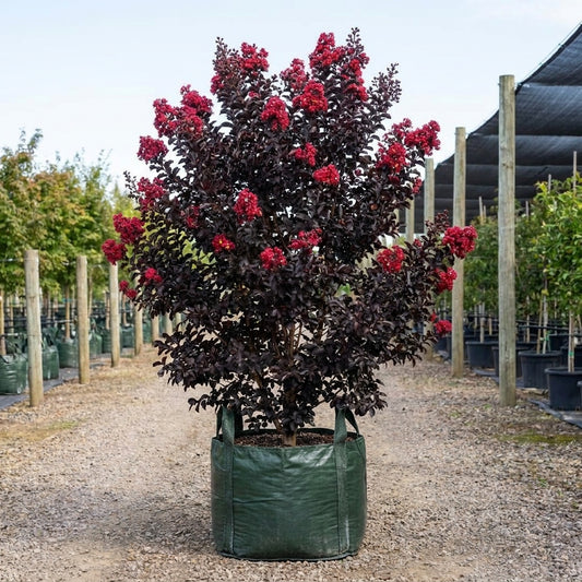 Grande Red Crepe Myrtle - Lagerstroemia spp. 'Grande Red'
