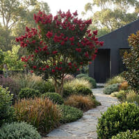 Grande Red Crepe Myrtle - Lagerstroemia ‘Grande Red’