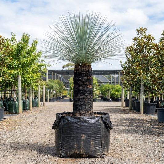 Grass Tree - Xanthorrhoea glauca