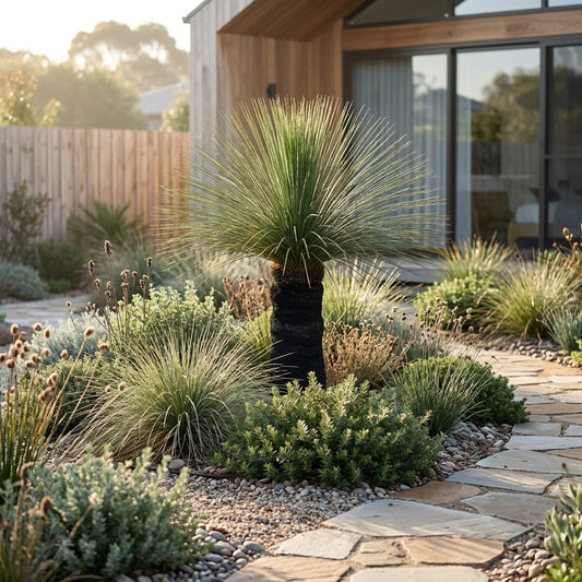 Grass Tree - Xanthorrhoea glauca
