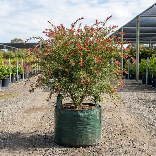 Great Balls of Fire Bottlebrush - Callistemon salignus 'Great Balls of Fire'